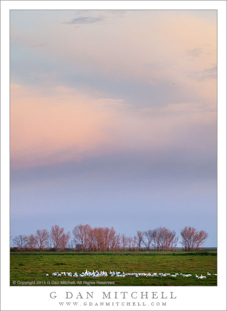 Geese, Pasture, Dusk