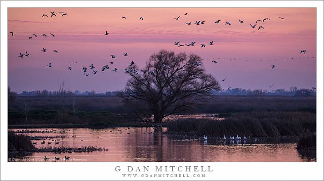 Geese, Dusk, Pond, and Tree
