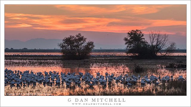 Geese, Sunset Sky
