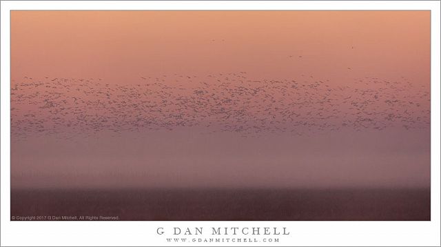 Ground, Fog, Birds, Sky
