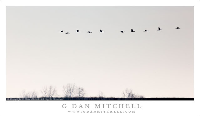 LeveeFogSandhillCranes20120128