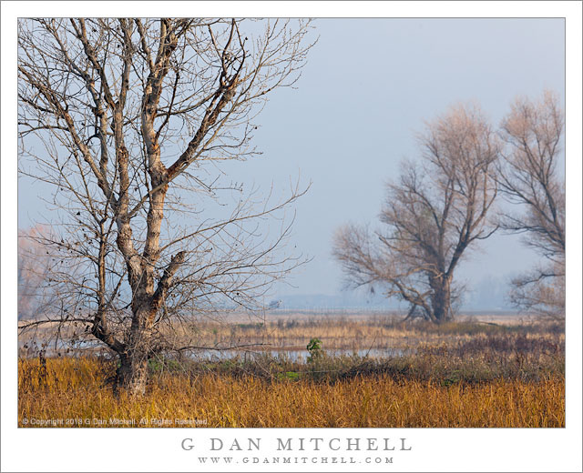 MarshAndTreesSanJoaquinMercedNEW20130101