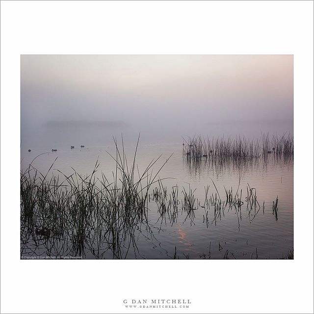 Marsh and Fog, Sunrise