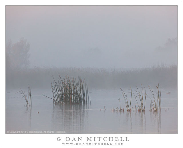 MarshGrassesFogMNWR20131124