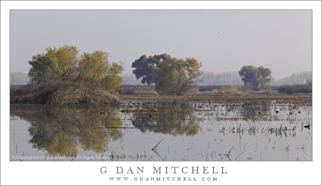 MarshPondTreesReflectionMNWR20131124