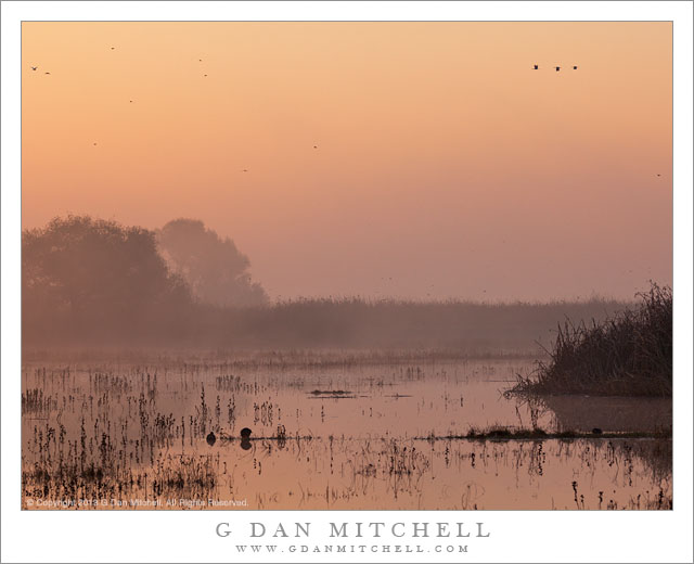 MarshTreesFogMorningSky20131124