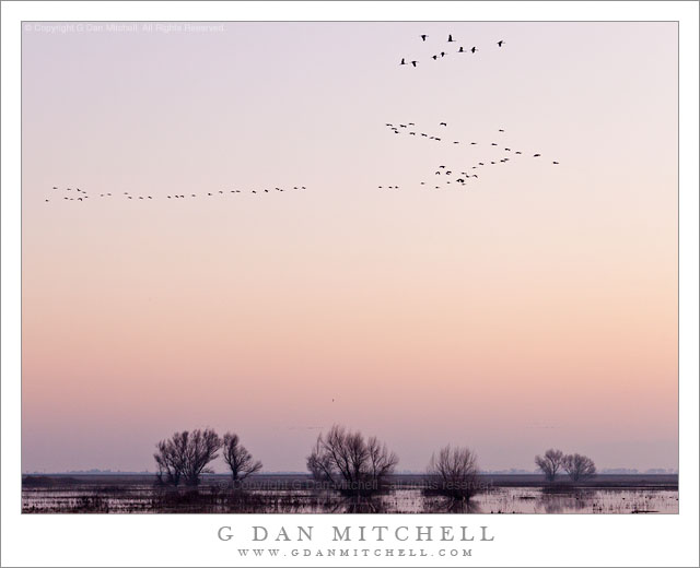 MigratoryBirdsMercedNWRDuskTrees20120128