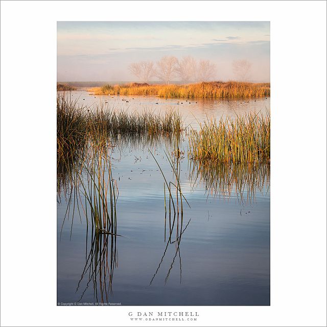 Wetlands, Clearing Fog