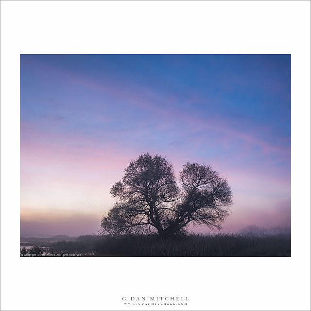 Old Tree at Dawn