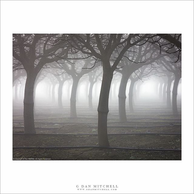 Orchard, Fog