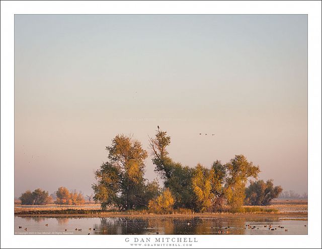 The Perch