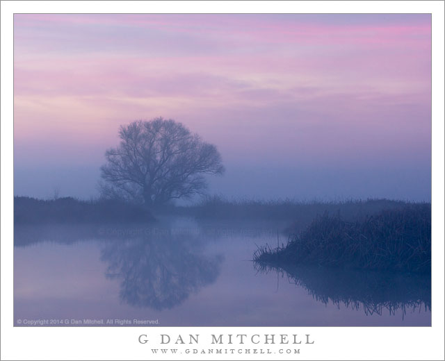 PondTreeFogDawnMNWR20140214