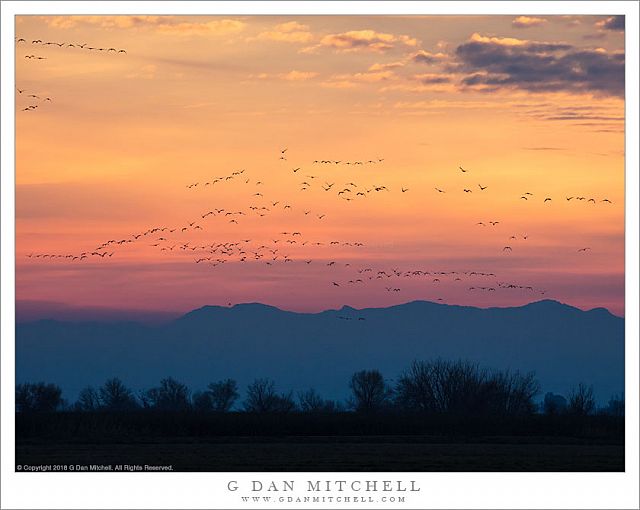 Post-Sunset Geese