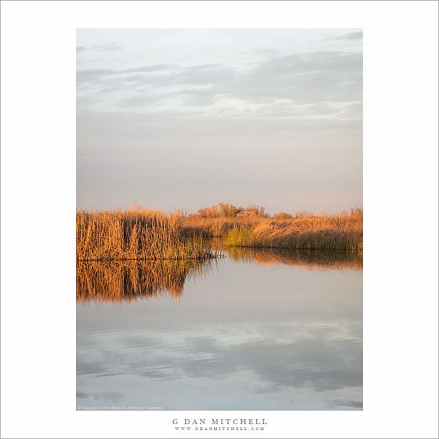 Reeds, Sky, Reflecting Pond