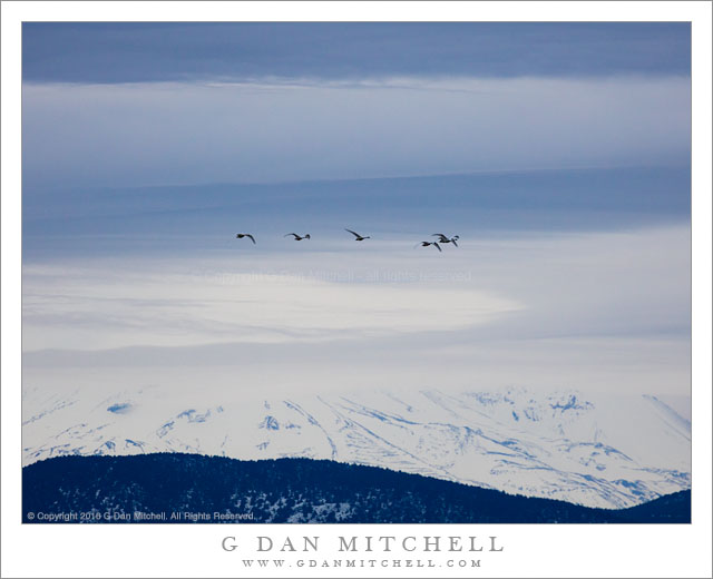 Tundra Swans, Mount Shasta, Winter