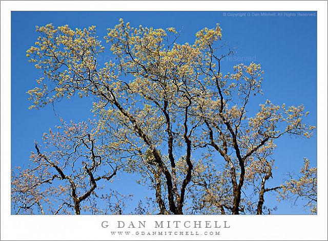 SpringOaksBlueSky20100424