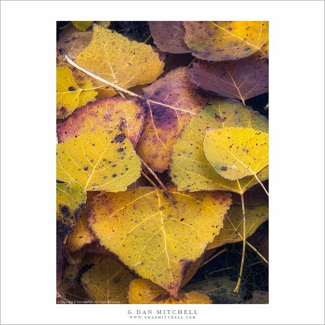 Submerged Autumn Leaves