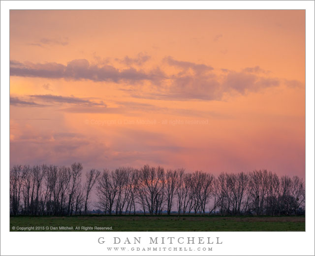 Sunset Sky, Trees