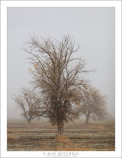 Three Trees, Fog