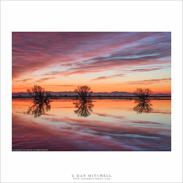 Three Trees, Sunset Clouds