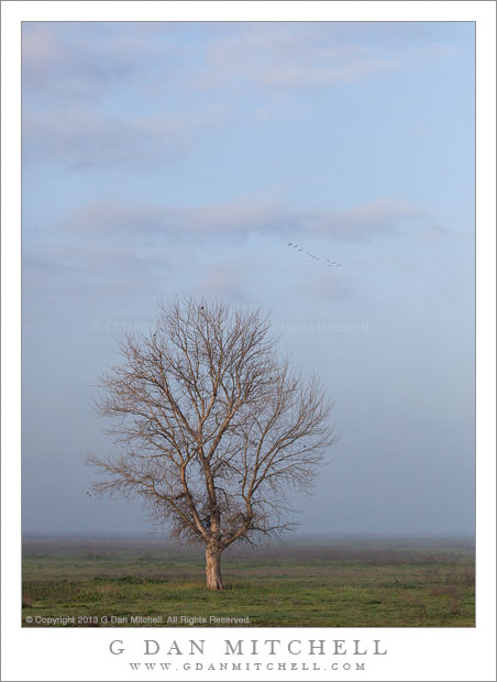TreeFogDawnSky20130309