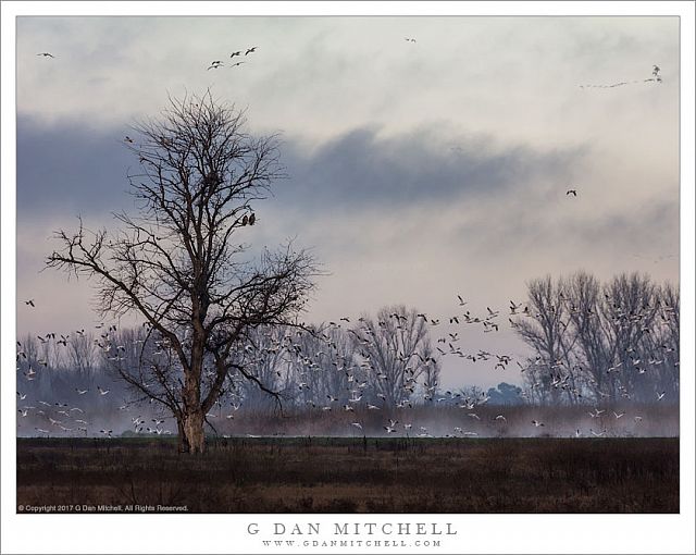 Trees, Fog, and Geese