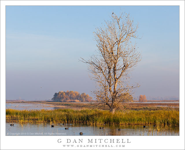 TreeMarshAutumnMNWR20131202