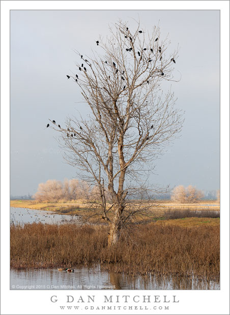 Red-Winged Blackbirds, Wetland Tree