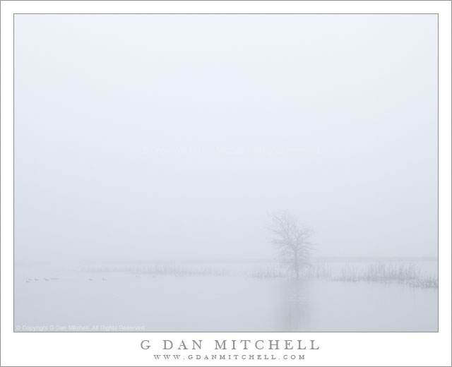 TreePondThickFogCosumnes20110123