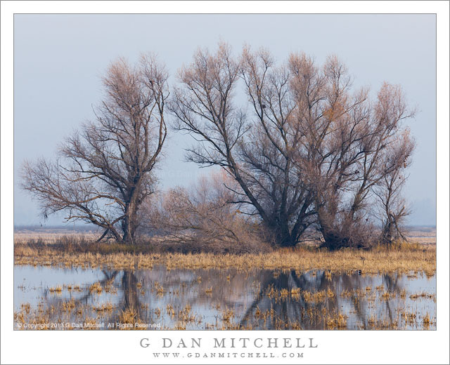 TreesFogMarshReflectionMercedNWR20130101