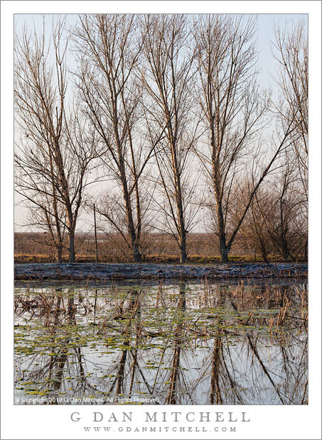 TreesPondWinterMorning20130121