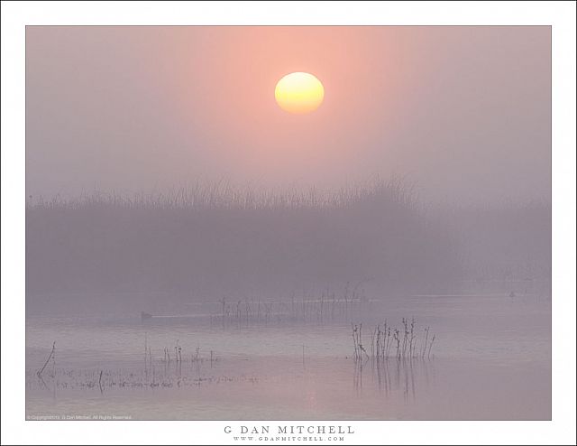 Tule Fog, Wetland Sunrise