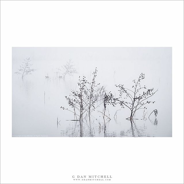 Water Plants, Fog