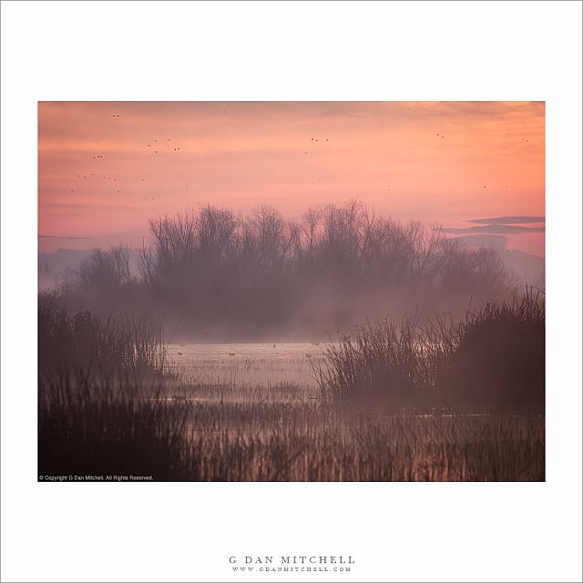 Wetland Plants, Tule Fog