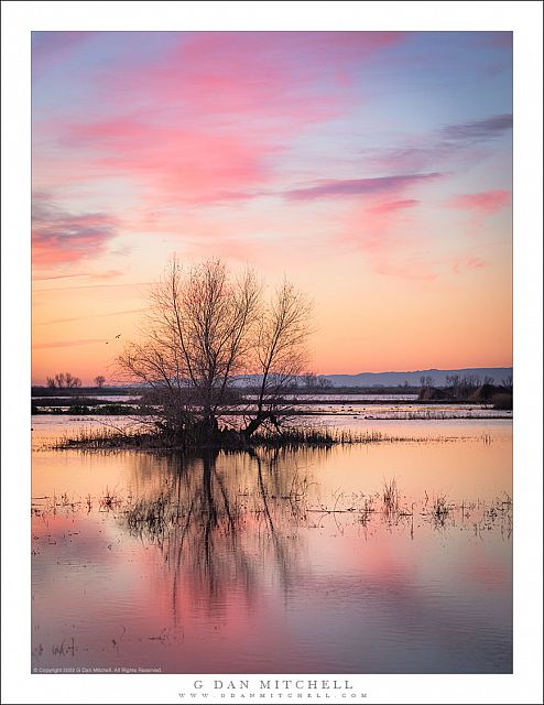 Wetland Reflections, Dawn