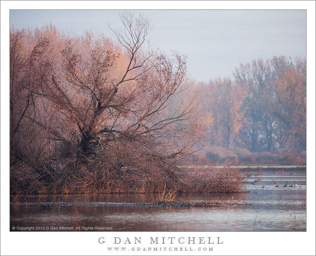 Wetlands, Early Light