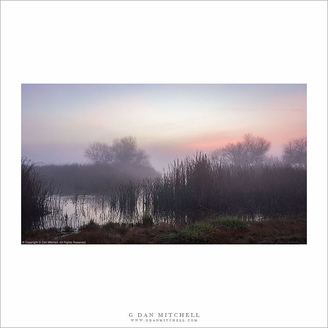 Wetlands Morning, Tule Fog