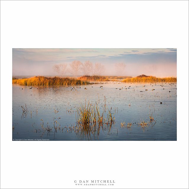 Wetlands Pond, Morning Light