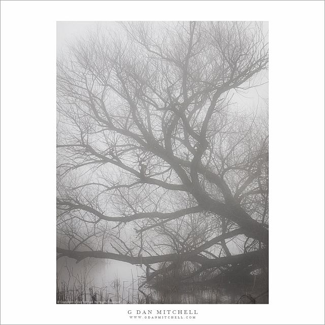 Winter Tree and Pond