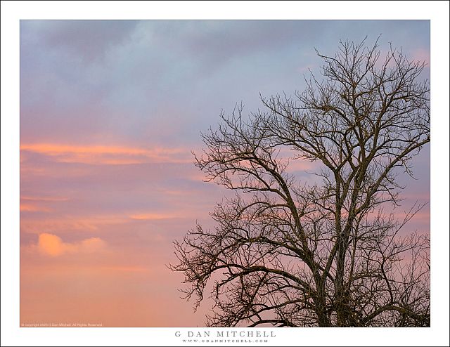 Winter Tree, Evening Sky