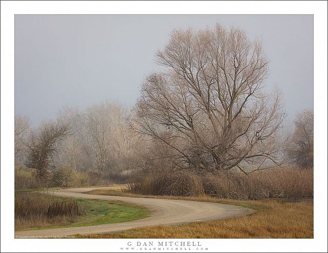 Winter Trees, Levee Road, Fog