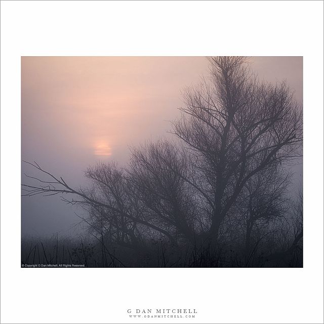 Winter Trees, Sunrise Fog