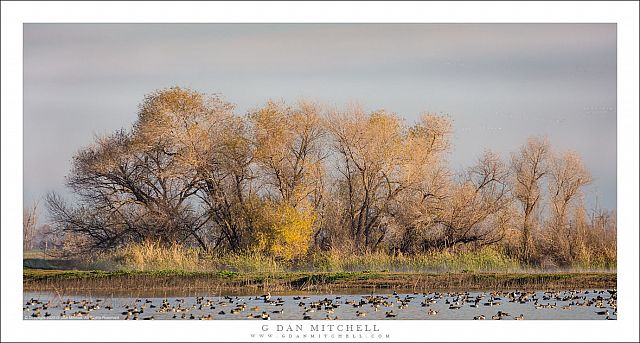 Winter Wetland Trees