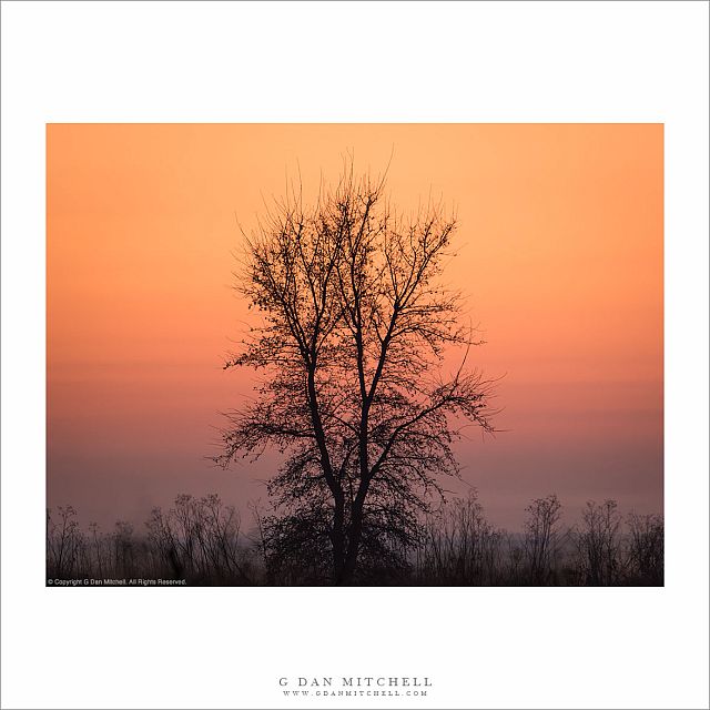 Winter Tree, Dawn Sky