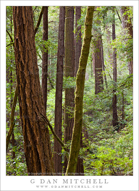 ButanoRedwoodForestSpring20140601
