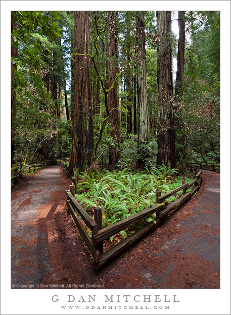 FernBedTrailJunctionRedwoods20090308