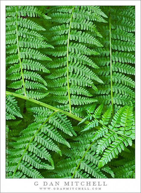 FernsRedwoodForest20100508