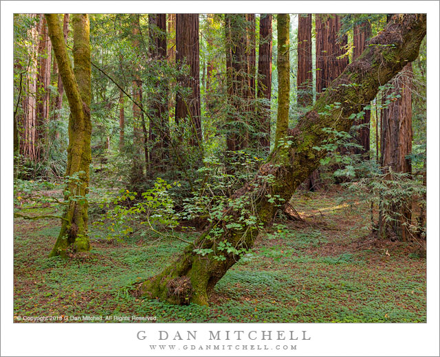 MapleSorrelRedwoodGrove20130801