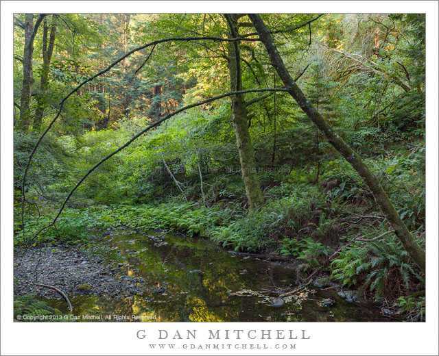 RedwoodCreekMuirWoods20130801