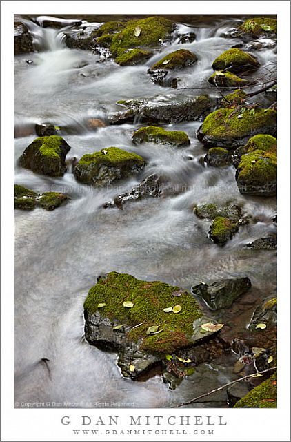 RedwoodCreekRocksMuirWoods20091218